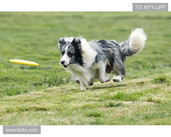 上海飞盘队在极限运动世界杯中的心理素质表现分析与点评